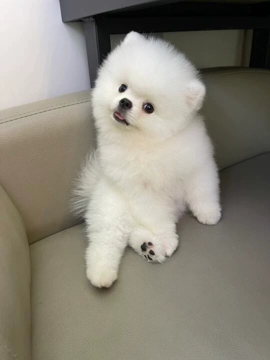 狗舍直销批发价格出售博美犬